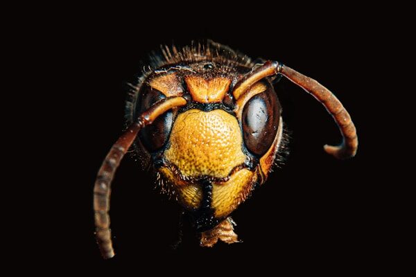 Wasps